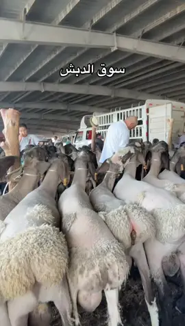 #سوق #الدبش #االرياض#القصيم #دبي 