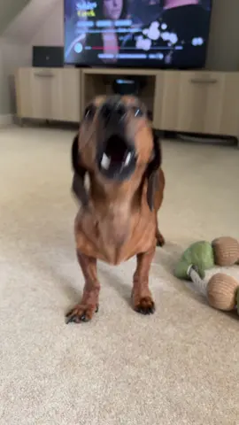 Just a few things I don’t like, but not an exhaustive list #sausagedog #fyppp #dog #dachshund #dachshundpuppy  
