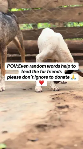 POV: ashare,comment and alike can make us go viral so that we reach more people to help us get the everyday meal #straydogs#support#fyppppppppppppppppppppppp 