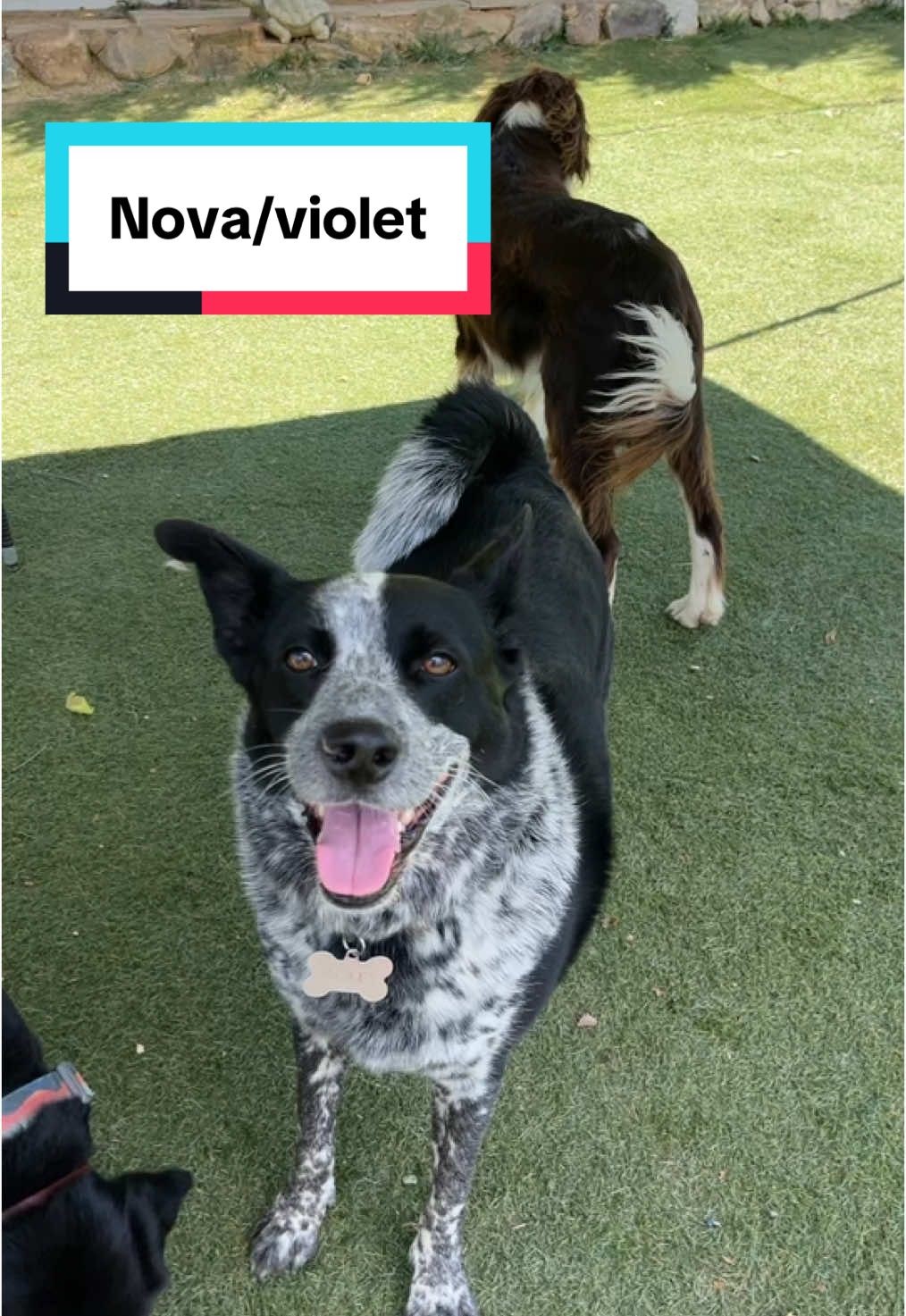 #strangers #funnylooking #dogs #petadventures #bordercollie #Australiancattledog