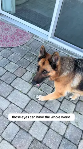 And you don’t have to pay rent either  #dogmom #puppylove #germanshepherd #dogsoftiktok #petmom 