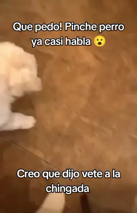 Pinches #perritos, de tanto que los tratan como a humanos ya casi hablan 🤷🏻