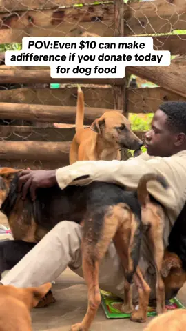 Without your kindness l may fail to get them ameal please help me with anything possible so that the dogs get their needs at the shelter  #straydogs#support #fyppppppppppppppppppppppp 