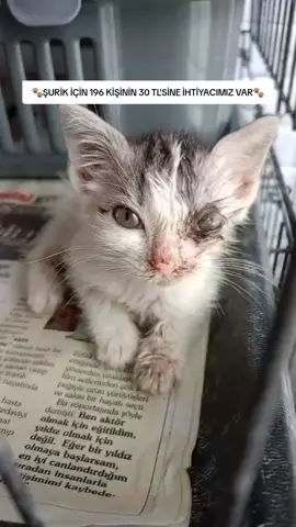 🐾ŞURİK İÇİN 196 KİŞİNİN 30 TL’SİNE İHTİYACIMIZ VAR🐾 🐾Şu an Şurik koruyucu ailesinde ama klinik borcumuz hâlâ duruyor. 🐾Siz de 10, 20, 30, 50 TL demeden destek olmak isterseniz, size mesaj göndereceğim. 🐾21 Temmuz’da besleme yaptığımızda bir apartman bahçesinde Şurik’i fark ettik. Gözünde sorun olduğunu görünce onu o haliyle bırakamadık. Hemen eve alıp bir hayvansever aracılığıyla kliniğe götürdüm. 🐾22 Temmuz’da kliniğe yatışı yapıldı ve tedavisine başlandı. Tam 29 gün süren tedavi sürecinin ardından, 19 Ağustos’ta bize kliniğe gitmemize aracı olan hayvansever, Şurik’i yuva bulmak amacıyla koruyucu aileye götürdü. 📍 Antalya’da yaşayanlar dilerse kliniğe giderek adımıza, bizzat Şurik için bağışlarını yapabilir. Not: Apartman sakinleri annenin sürekli doğum yapmasından dolayı rahatsız oldukları için, 5 Ağustos’ta anneyi de kısırlaştırdık.