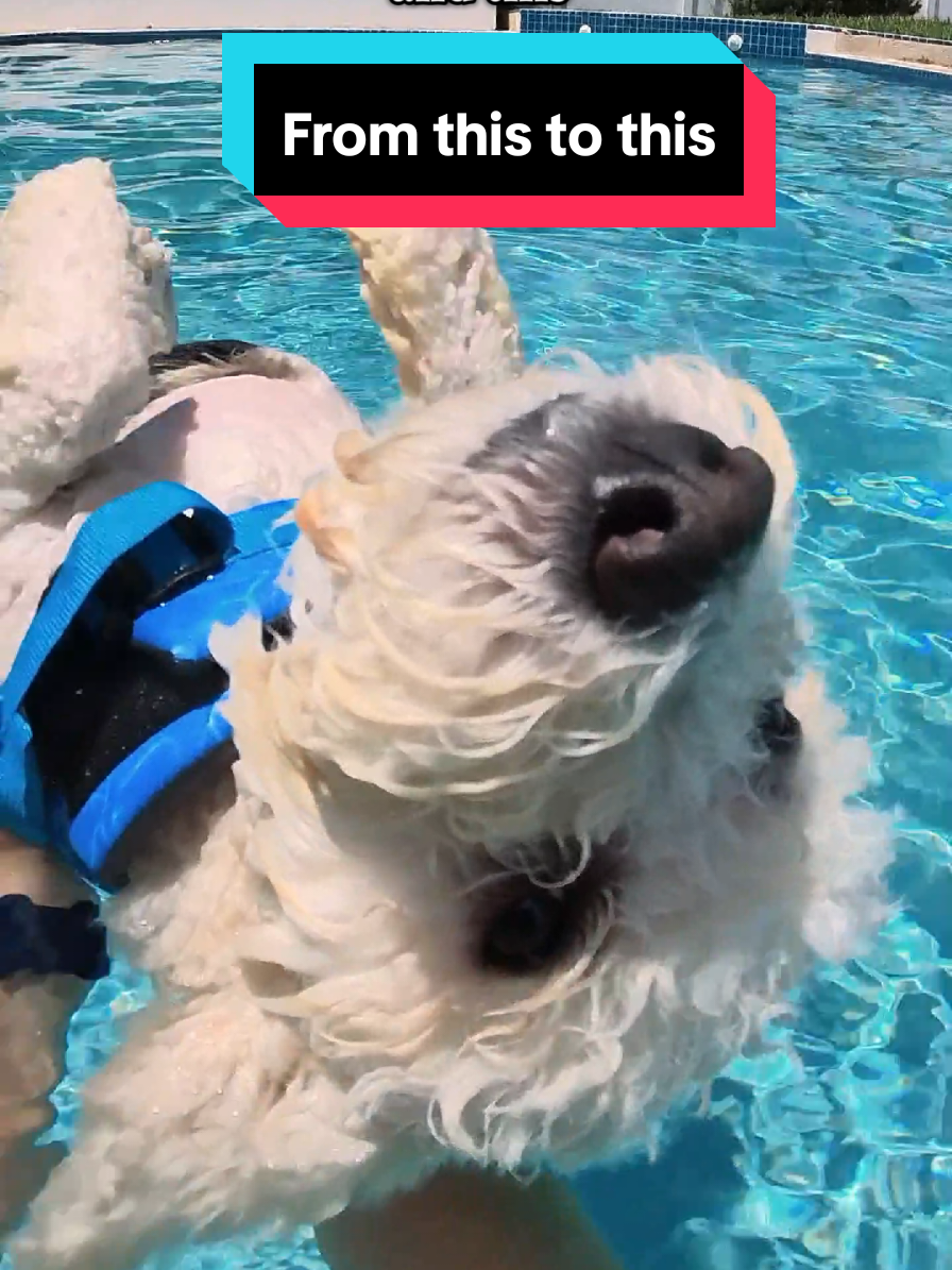 Somebody explain it to me!!! #betrayal #dogs #thistothis #trendingsound 