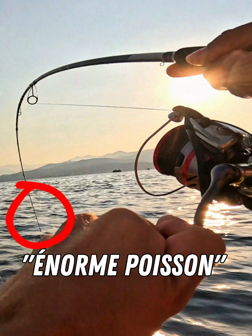T'as déjà pris aussi gros sur cette espèce ? C'est quoi ton record ? #seafishing #peche #fishing #pecheur #pecheenmer 