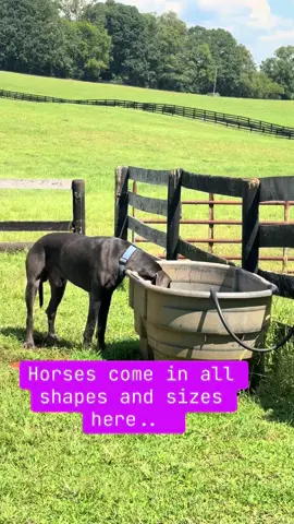 #greatdane #greatdanesoftiktok #horsesoftiktok #fatmlife 