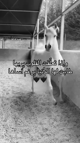 #خيل_وخياله🐎 #خيل_وخياله🐎🖤ماشاءالله_اللهم_بارك🧿♥️ #viral #fyp #اقتباسات 