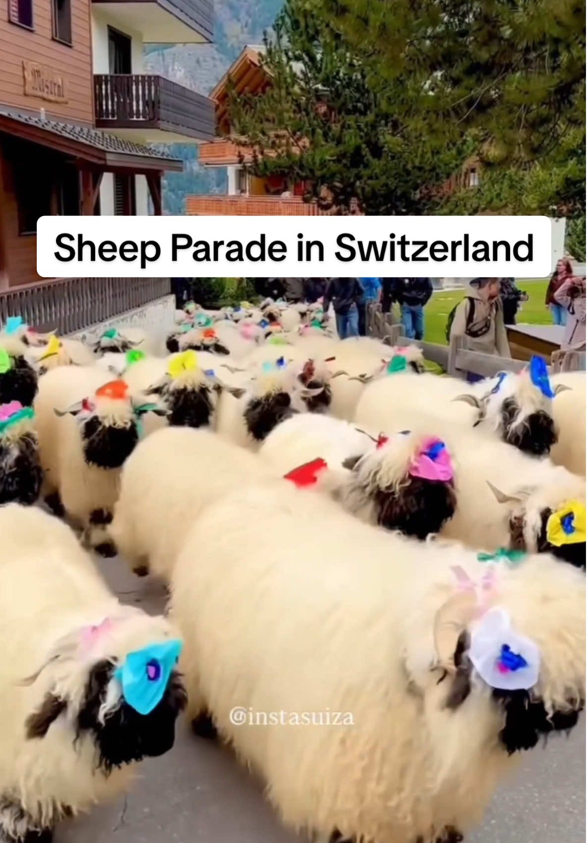 Switzerland’s most huggable residents 😍 Known as the Valais Blacknose sheep, this rare Swiss breed has earned the title of “cutest sheep in the world” 🐑 🎥 @instasuiza 📍Switzerland #switzerlandtravel #visitswitzerland #sheeps #swissalps #swissalps