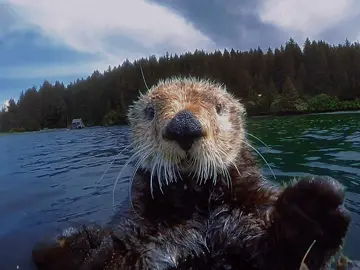 Sea Otters #CapCut #otter #otters #seaotter #edit #ewanmcgregor #nature #animals #viral #xyabca #sopranos #edits 