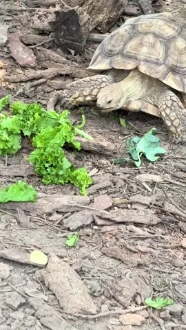 crikey that’s a beautiful tortoise!!! #tortoise #turtle #fyp #socute @Ricky Allen III 