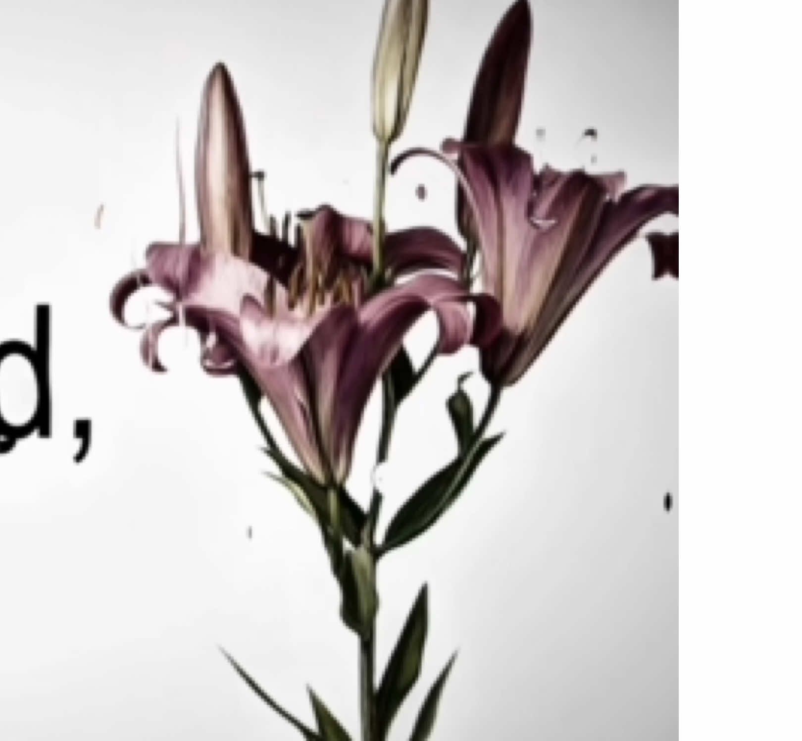 young and beautiful Lana Del Rey brat lyrics #lanadelrey #lyrics #neilanmusic #neilanmusic #lyricsvideo  dear lord when i get to heaven my song my lyrics