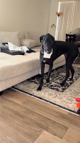 Minnie’s random daily parades!! Everyday after work she brings me something to parade through the house #greatdane #parade #loveher #lovehersomuch 