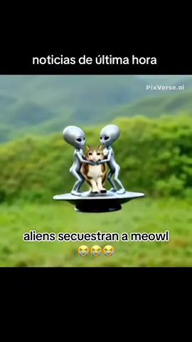 hay que encontrar a meowl 💔 #meowl #viral #noticia #ayuda #fyp 