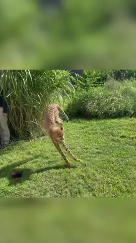 Today, cheetah cubs Zola, Lulu & Kiara practiced running for the first time on our lure machine. They are very cautious and hesitant at first, which is typical cub behavior. The first time they come out they are more curious than actually chasing and by their second “run” their instincts start to kick in to chase! It takes some practice to familiarize themselves with the lure (which is basically a fluffy dog toy). We will continue to practice and see how they improve! So far it seems like Kiara picked up running the best! 😻 #cheetah #cincinnatizoo #animals #zookeeper 