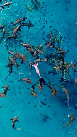 🦈 #maldives #shark #fyp #fypツ #sharks 