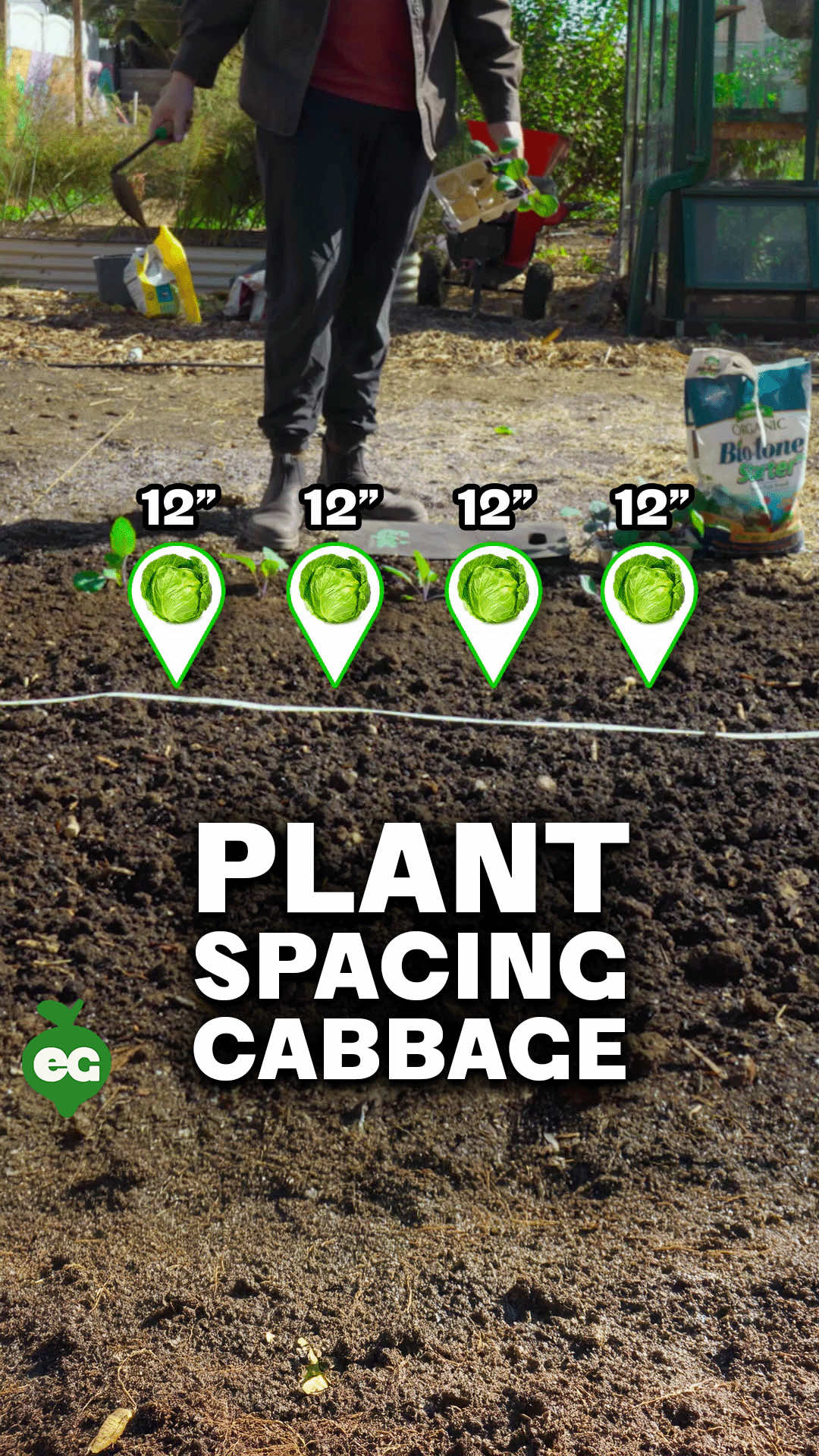 Just wrapped up a spacing trial that proves what many of us suspected: give your cabbages more elbow room at 24 inches apart, and each one gets jacked. More sunlight, water, and nutrients means bigger, heavier heads. It’s like having the whole gym to yourself versus sharing equipment with a crowd. But there’s a plot twist. Cramming them closer at 12 inches actually gave me MORE total weight overall. Sure, each cabbage was smaller, but I fit nearly double the plants in the same space. It’s the classic trade-off between monster individual cabbages versus maximizing your harvest per square foot. For those of us working with smaller garden plots, tighter spacing is often the move. The only catch with close spacing? Those crowded leaves become insect hotels, especially for cabbage worms. That’s why I used netting throughout this trial to keep things fair. Bottom line: wider spacing = bigger individual heads, while tighter spacing = bigger total harvest. Choose your fighter based on your garden goals and space constraints. Both strategies work, it just depends what you’re after!