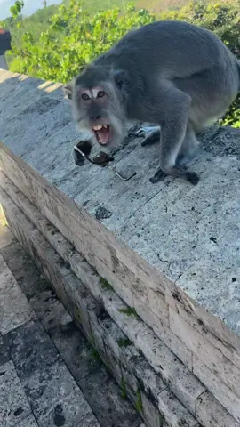 Les singes de Bali ces sales voleurs je l’ai déteste. #singes #bali #uluwatu #voyage #pourtoi 