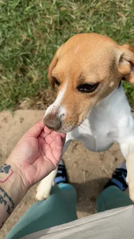 Adventures with Aster 🤣🤪 #asterthebeagle #pawfectpastures #dogtok #beagletok #beaglesoftiktok 