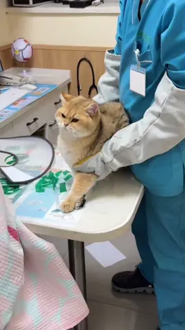 so funny!!!#cats #cute #funnycat #funny #funnyvideos