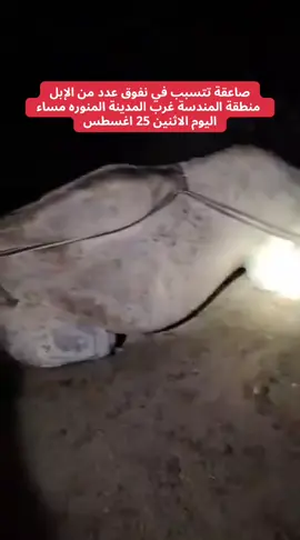 #المدينة #اكسبلور 