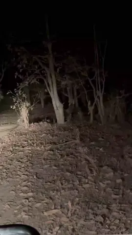 tiger  #mountain #foryoupage #virlvideo #balochistan #ypfッ 
