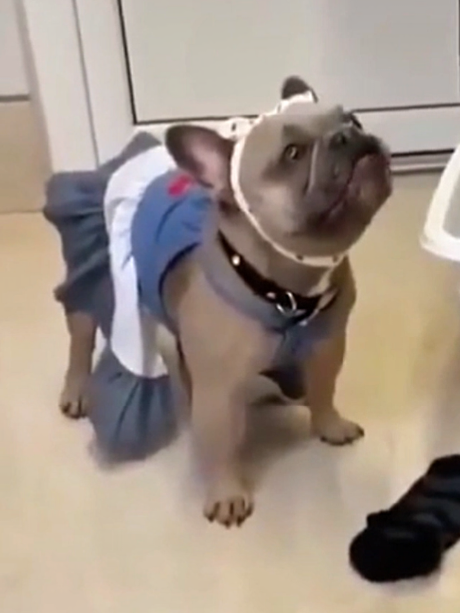 Funny French bulldogs #funnytiktok #frenchbulldog #lovefrenchies #bulldogsoftiktok #helper @Balandi🐾🐾🐾 @🇺🇦Д Б🇺🇦 @Alena 