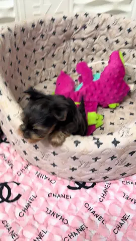 Warning: cuteness overload 🚨 #YorkieVibes #chicagopuppies #chicagopuppy #yorkiepuppy #yorkshireterrier 