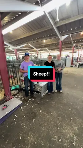 Sheep Love This Stuff!! @Swamp Fox Innovations 