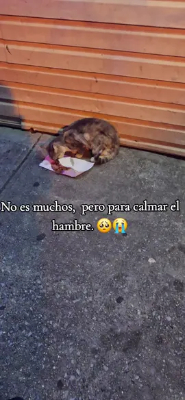 #cats #gatos #amatusmascotas #noalmaltrato #nolosabandones 