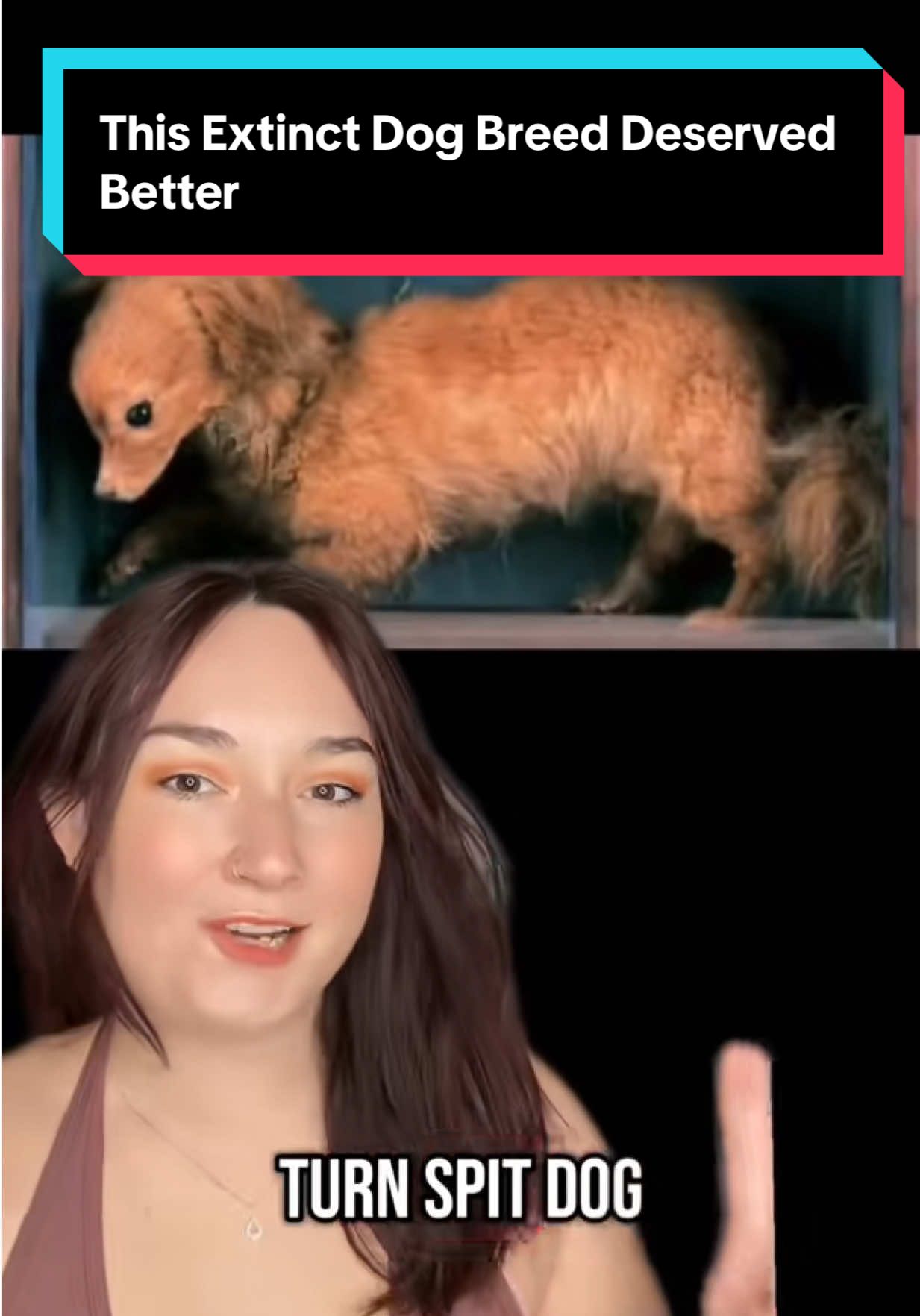 The sad history of a little dog breed that deserved so much better 😭🐶 #turnspitdog #history #DidYouKnow #historyfacts #sadfacts #extinctdogbreeds 