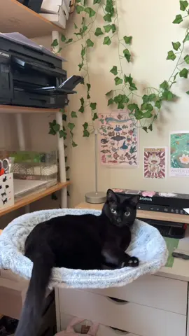 sharing my desk with my cat #blackcat #catbed #cathammockbed #catlover #catsoftiktok 