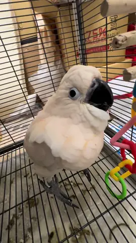 I’m brave now! I’m not scared of the ball anymore! #birds #parrot #parrotsoftiktok #baby #cockatoo 