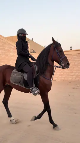 ليالي🤎🤎🤎ما شاء الله ,الله يبارك #اكسبلور؟ #فرس #الشعب_الصيني_ماله_حل😂😂#خيل_وخياله🐎 #الشعب_الصيني_ماله_حل😂✌️ 