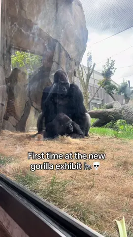 Glad to see they are very….. active….. in their new outdoor space 🤣 can’t wait for the bb gorilla announcement 🙃  #brookfieldzoo #gorillas #funny #zoo #whatintheworld 