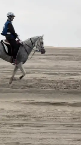 #خيل #خيل_وخياله🐎 #قدره_وتحمل #قطر #horse 