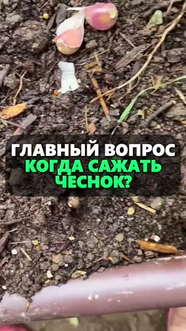Точные даты посадки озимого чеснока #огород #дача #сад