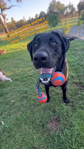 No trainer needed… Gunner invents his own tricks 🤯🐾 #fyp #threedogsunleashed #lablife #gunnertheblacklab #dogsoftiktok