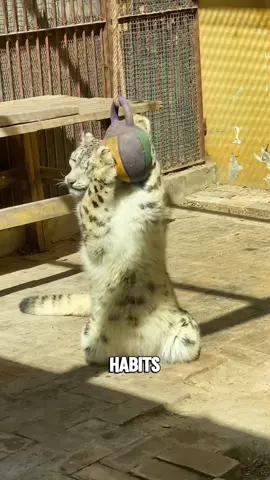 “The Skittish Snow Leopaed “ #tiktok #animals #foryou  #facts #snowleopard 