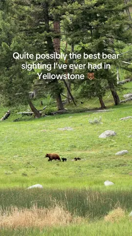 Yellowstone never disappoints 🐻 #yellowstone #bearcubs #wildlife #blackbears #yellowstonenationalpark @yellowstone national park 