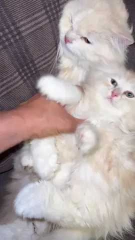 #foryou #viral #foryoupage #cat #fyp 