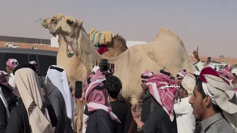 تصويري لـ #الموت_الحمر  ابن جخدب #فرديات #الشقح #المزاين #viral اكسبلور المزاين 
