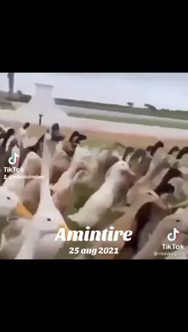 #amintire 