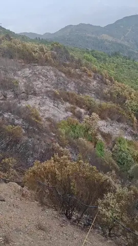 الحريق واد البلاد الشريعة نشكرو حماية الغابات وحماية المدنية لي قامو بالواجب نتعهم #viraltiktok #برطجيو_ڤد_ماتقدرو_الفيديو🌎🔥🔥 #فرنسا🇨🇵_بلجيكا🇧🇪_المانيا🇩🇪_اسبانيا🇪🇸 #الشعب_الصيني_ماله_حل😂😂 #اكسبلور 
