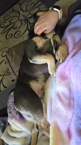#frenchbulldog #frenchie #spoileddog #lazydog 