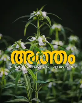#onam #wishes #atham#pookalam#❤️