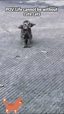 Cute animals, happy life#fyp #foryou #cat #cats #catsoftiktok  