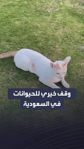 وقف خيري للحيوانات الأليفة في #السعودية.. البداية بـ 50 ألف والهدف 5 ملايين ريال