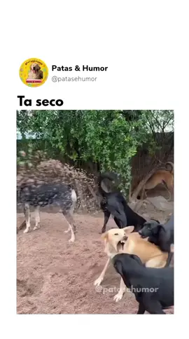 #humor #cachorrosengraçados #pets #cachorrosdotiktok #cachorros 