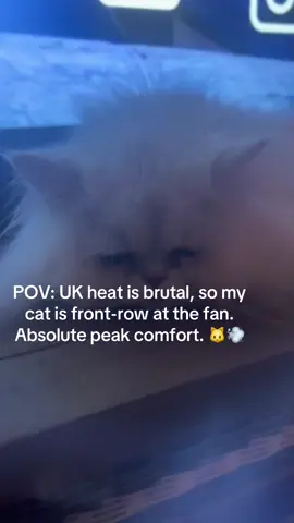 When the UK heat hits and the fan becomes your cat’s new throne. 🐱💨  #UKHeat #CatLife #FanMode #TooHot #PetChill   